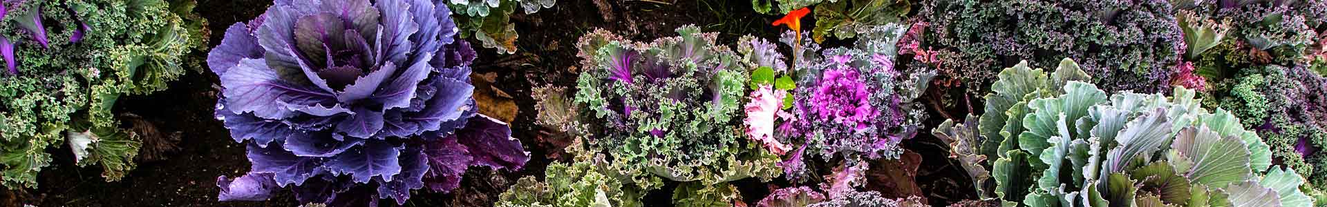 Varieties of kale